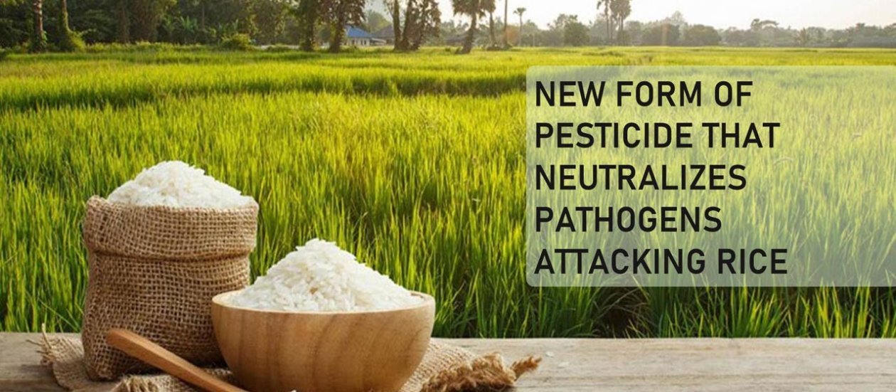 NEW FORM OF PESTICIDE THAT NEUTRALIZES PATHOGENS ATTACKING RICE