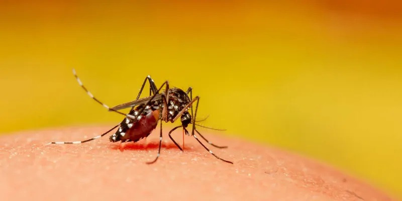 New Findings Could Help You Hide from Mosquitoes