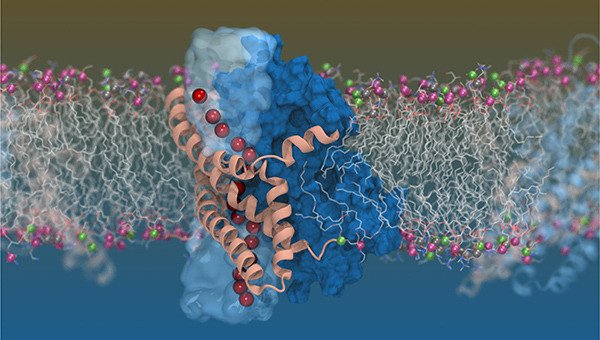 Unveiling the twist in cell-to-cell signal transport using cryogenic electron microscopy