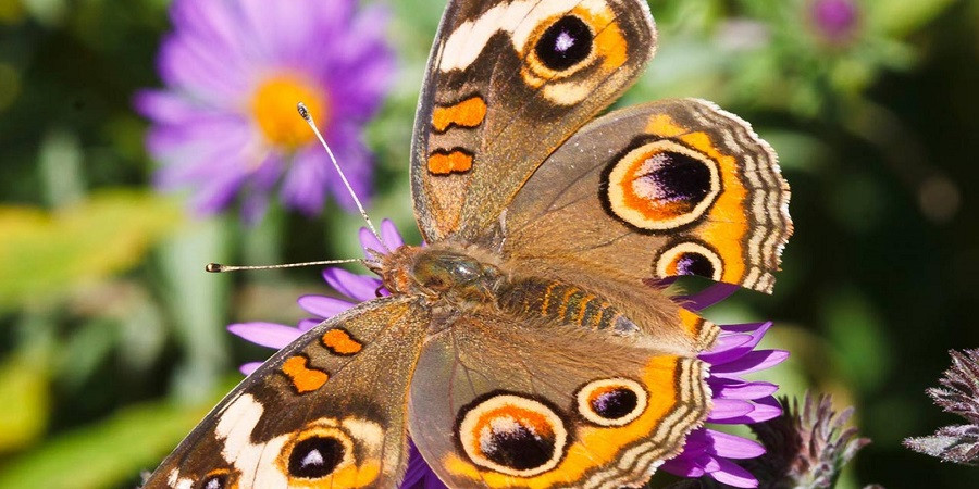 Butterfly Eyespots Reuse Gene Regulatory Network