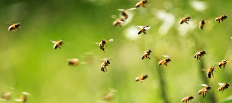 Honeybee Tongue Hairs Repel Water