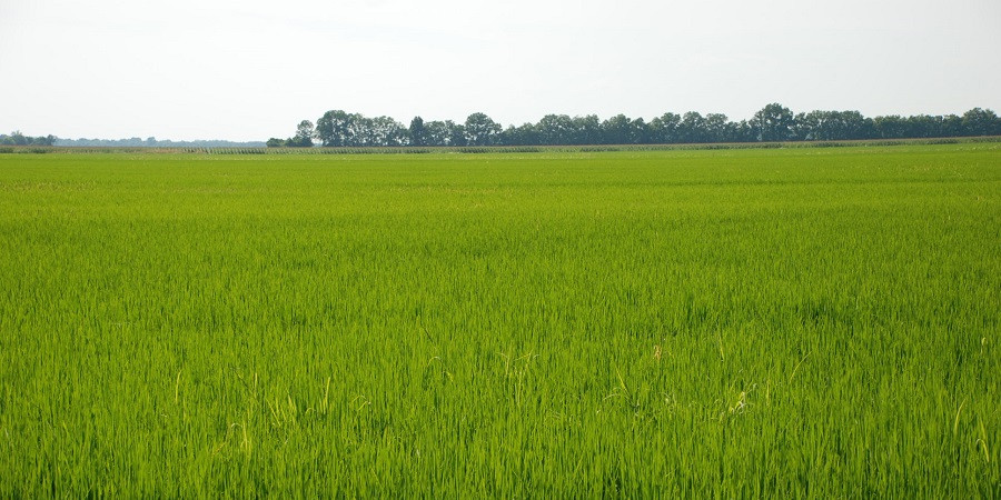 New Form of Pesticide That Neutralizes Pathogens Attacking Rice