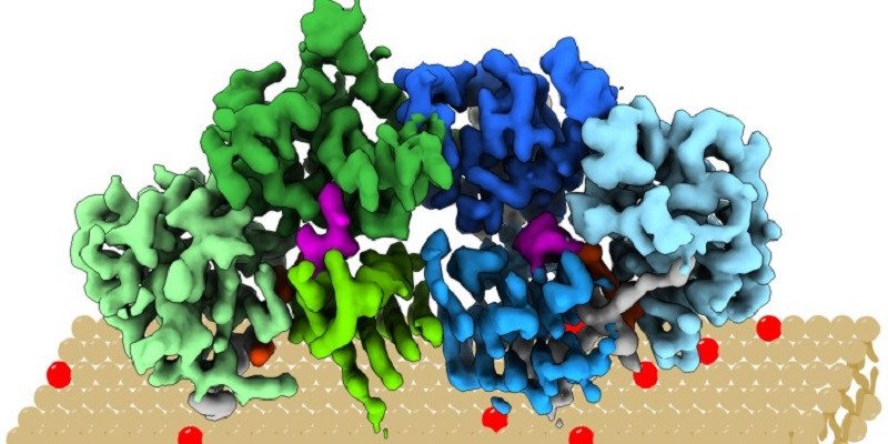 First 3D Structure of Regulator Protein Revealed