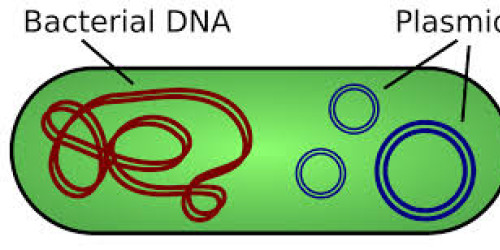 A Two-Step Process for Better Purification of Plasmids