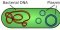 A Two-Step Process for Better Purification of Plasmids