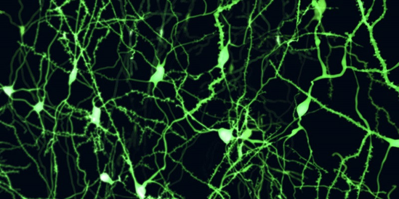 New 937 nm Laser Enables Deeper Imaging with 2-photon Microscopy