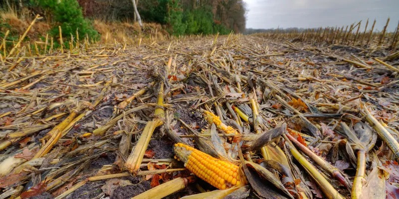 Researchers Use Water Treatment Method to Capture Acids from Agricultural Waste