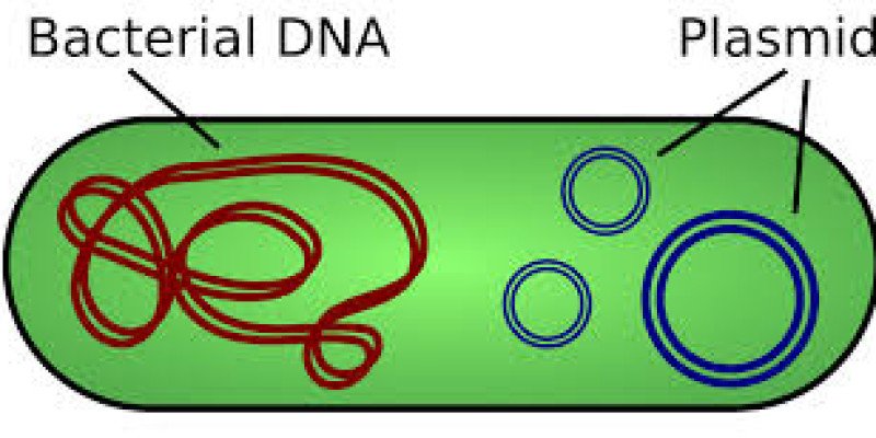 A Two-Step Process for Better Purification of Plasmids